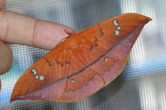 Cricula trifenestrata