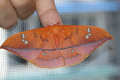 Cricula trifenestrata