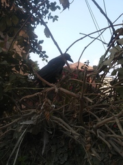 Corvus splendens