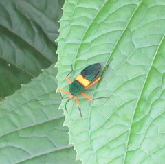 Paryphes