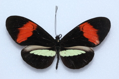 Heliconius melpomene