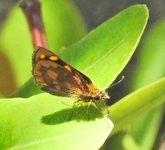 Metisella metis