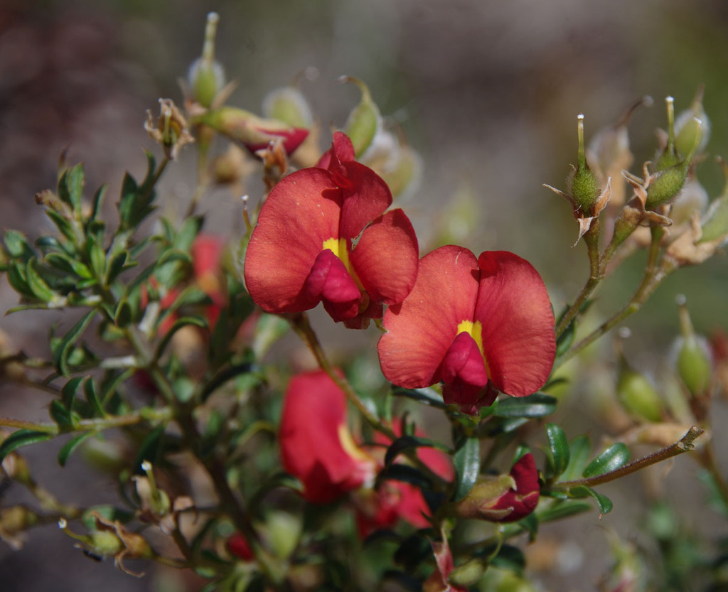 Yellow-eyed Flame Pea