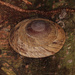 Puerto Rican Tree Snail - Photo (c) Gray Rothkopf, some rights reserved (CC BY-NC), uploaded by Gray Rothkopf