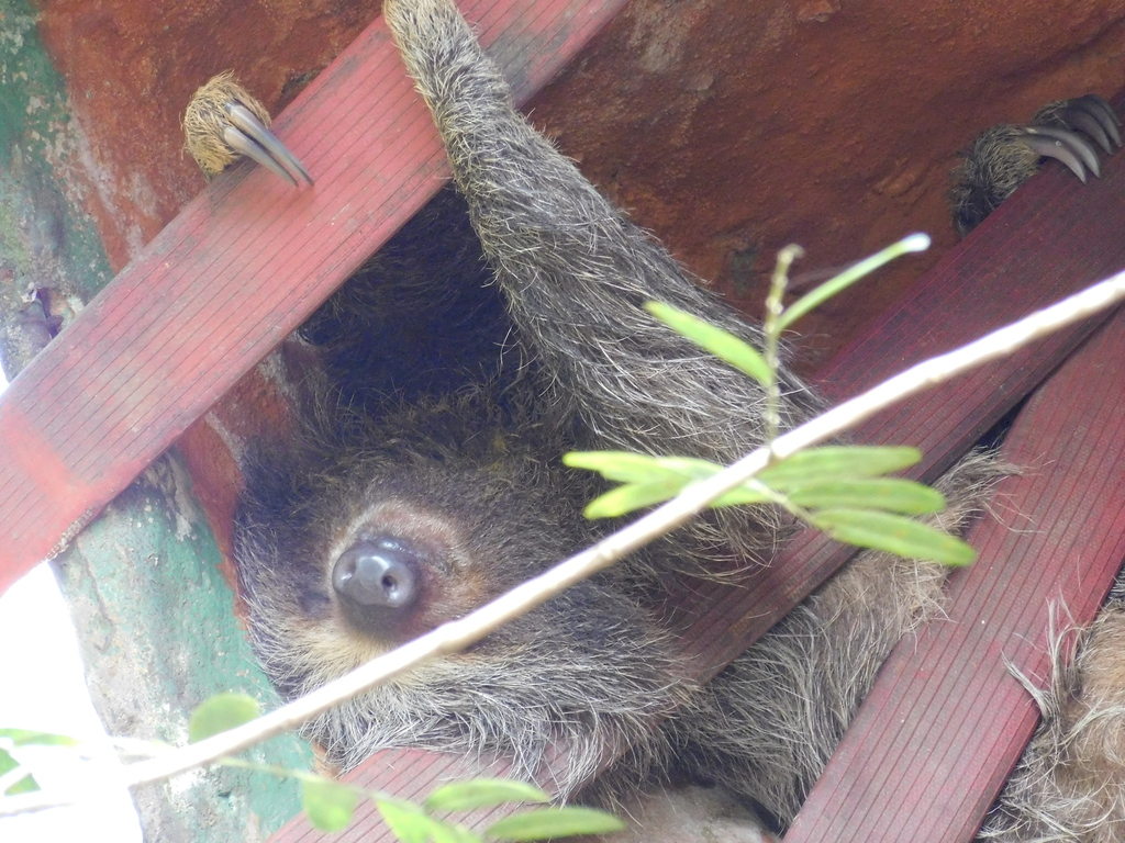 Linnaeus's Two-toed Sloth from 65, Villavicencio, Meta, Colombia on ...