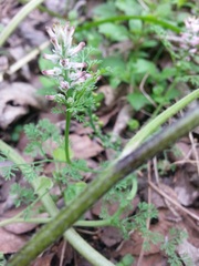 Fumaria densiflora
