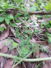 Fumaria densiflora