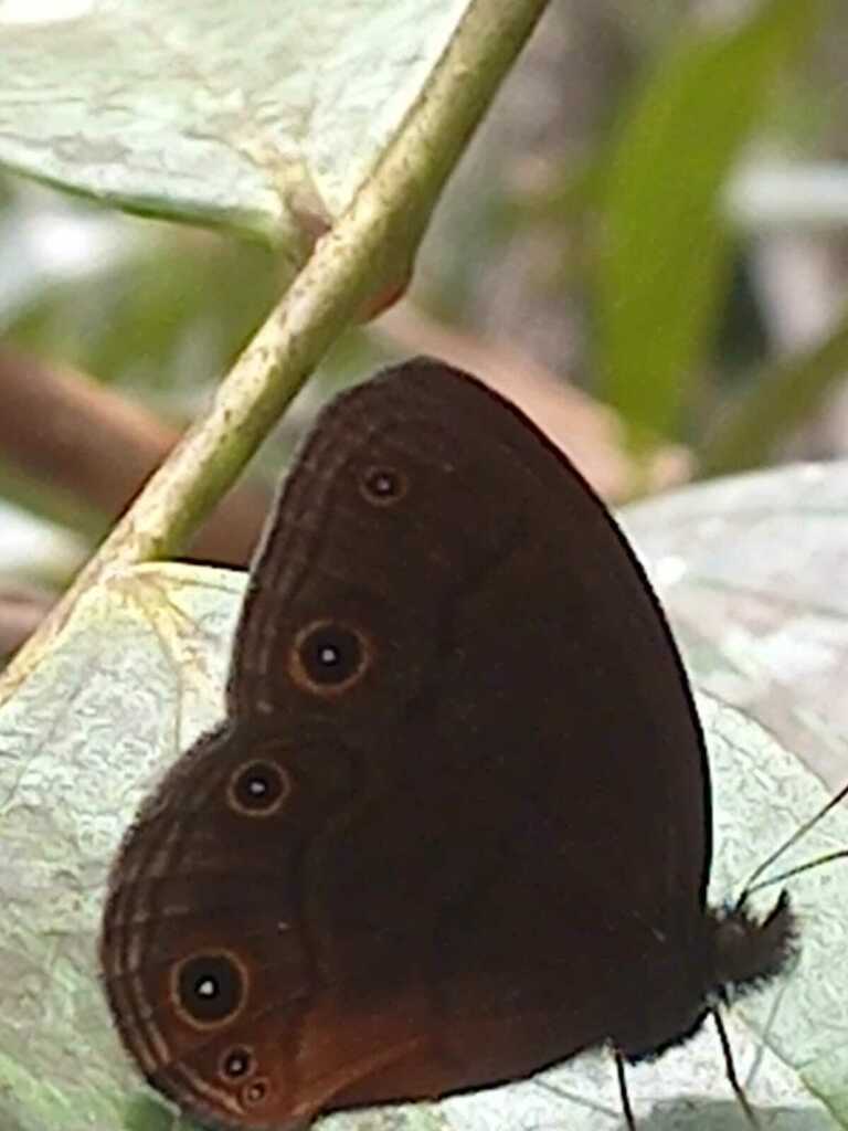 Manerebia mycalesoides