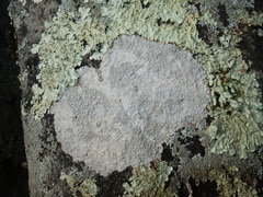 Pertusaria plittiana