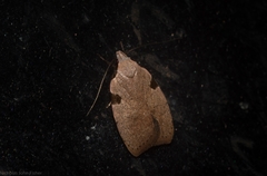 Zonopetala quadripustulella