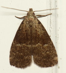 Hypenodes caducus