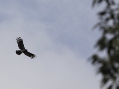 Henicopernis longicauda