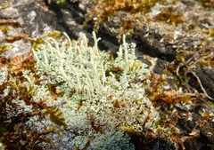 Cladonia didyma