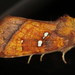 Papaipema lysimachiae - Photo (c) Nick Block, alguns direitos reservados (CC BY), uploaded by Nick Block