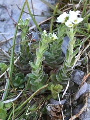 Draba incana