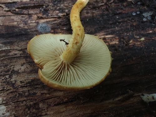 Pleuroflammula subsulphurea