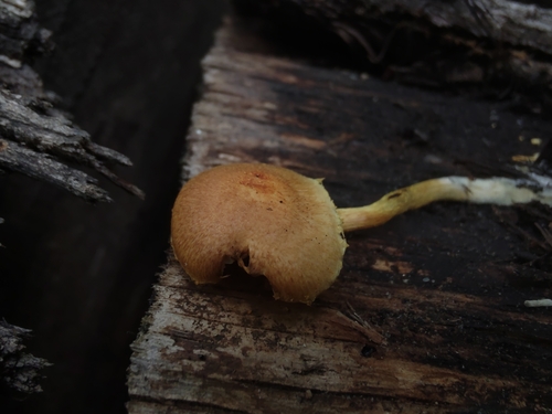 Pleuroflammula subsulphurea (Photo 2 of 3)