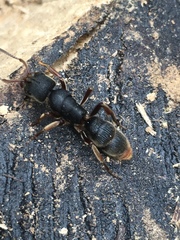 Pseudoneoponera rufipes