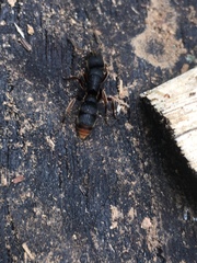 Pseudoneoponera rufipes