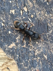 Pseudoneoponera rufipes