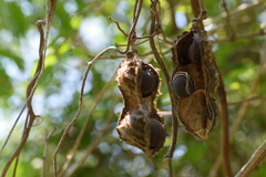 Mucuna sloanei