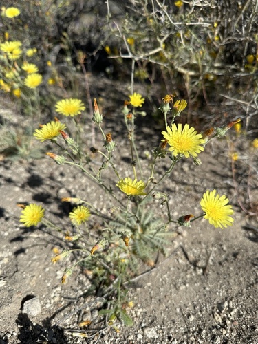 Image of Malacothrix sonchoides by (c) Matt Berger, some rights reserved (CC BY)