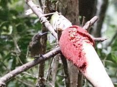 Melilestes megarhynchus