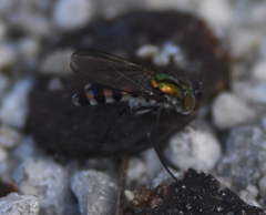 Plagioneurus univittatus