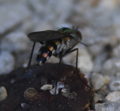 Plagioneurus univittatus