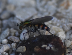 Plagioneurus univittatus