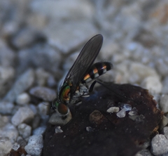 Plagioneurus univittatus