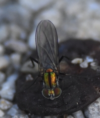 Plagioneurus univittatus