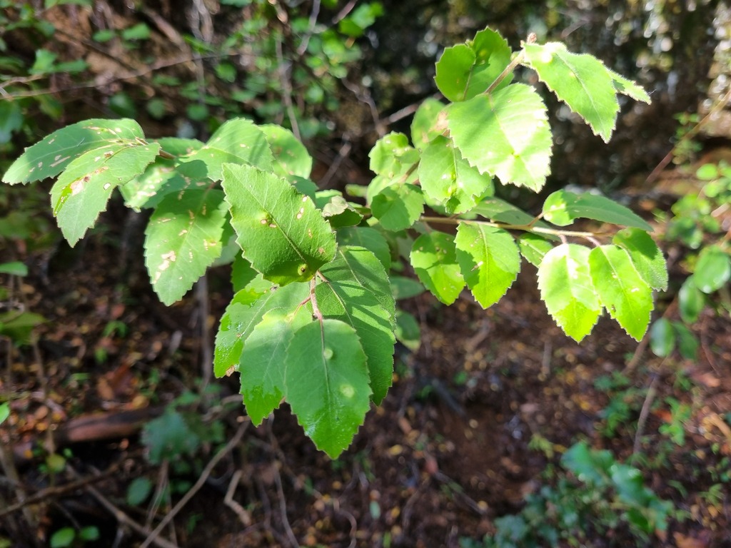 Schinus kauselii