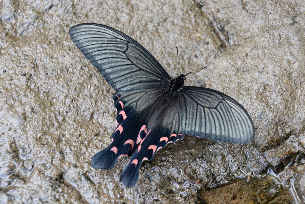 Elwes' Swallowtail