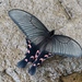 Papilio elwesi - Photo (c) raylei,  זכויות יוצרים חלקיות (CC BY-NC-ND)