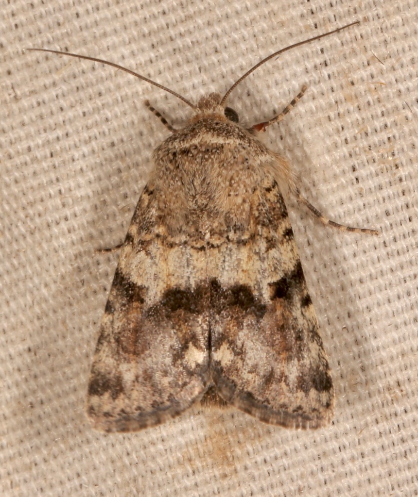 Sympistis fasciata