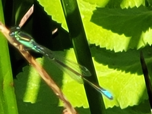 Black-fronted Forktail photo 3