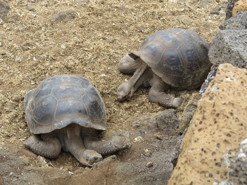 Chelonoidis niger