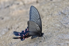 Papilio elwesi