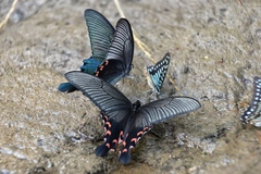 Papilio elwesi