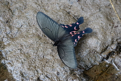Papilio elwesi