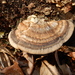 Trametes cubensis - Photo (c) Jonathan (JC) Carpenter, some rights reserved (CC BY-NC), uploaded by Jonathan (JC) Carpenter