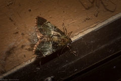 Orthaga atribasalis