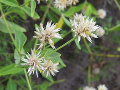 Alternanthera echinocephala