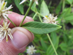 Alternanthera echinocephala