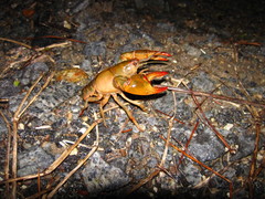 Lacunicambarus diogenes