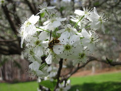 Somula mississippiensis