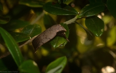 Tortricopsis semijunctella