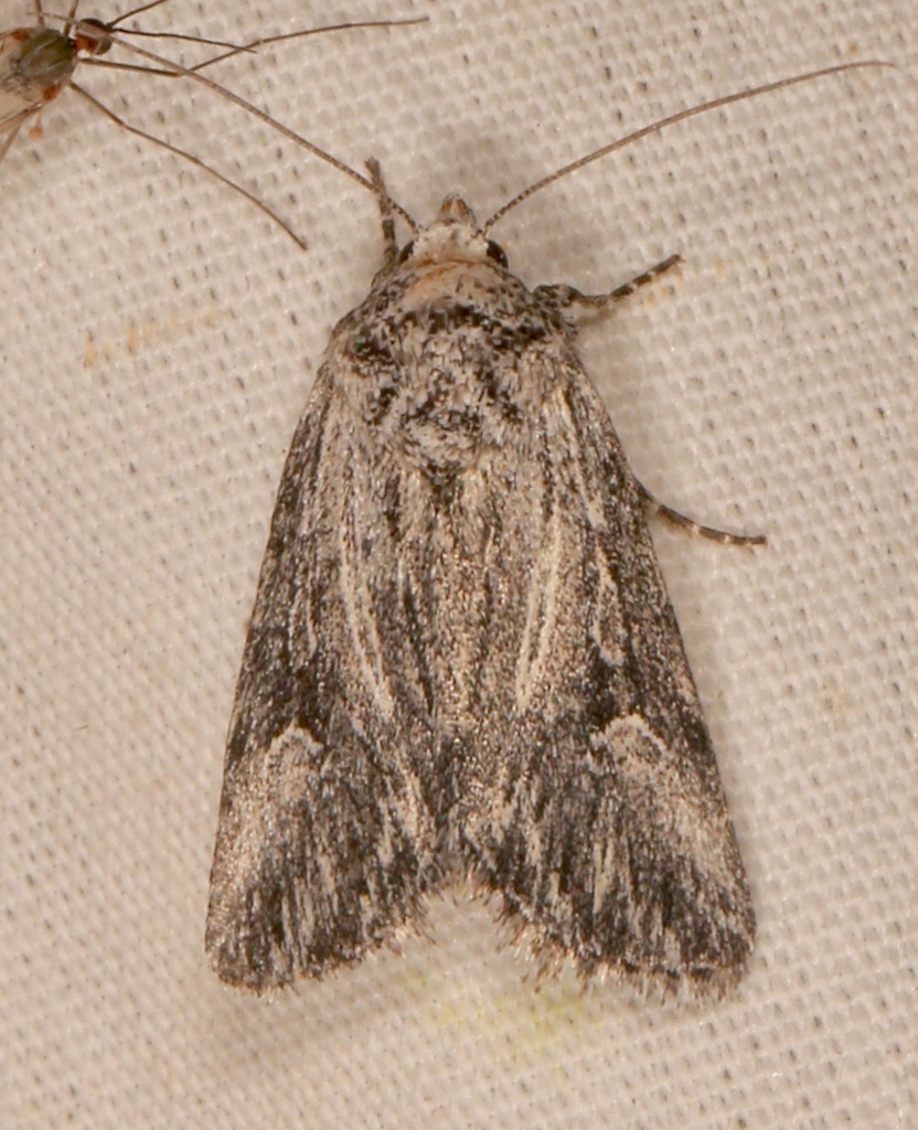 Sympistis ciliata