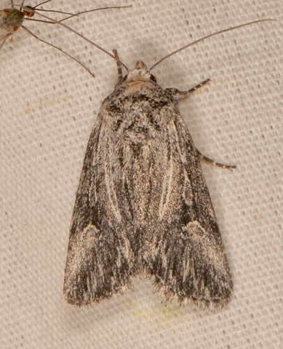 Sympistis ciliata